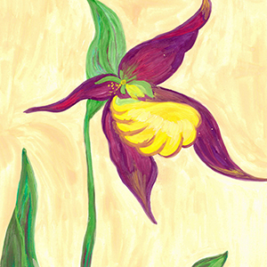 Максим Соколов  | Северная орхидея- Венерин башмачок