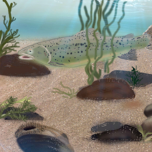 Денис Климец | Жемчужница и семга в реке Кереть 